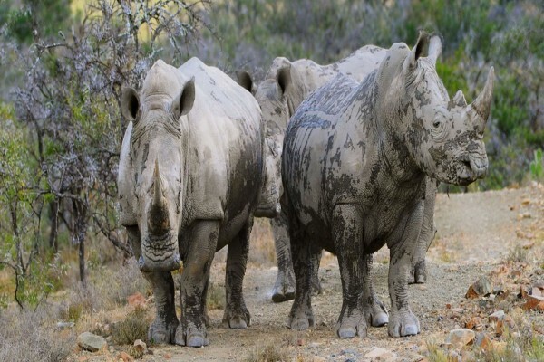 East Cape Safaris