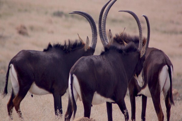 East Cape Safaris