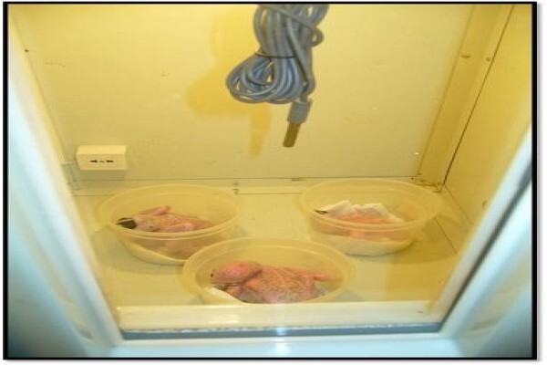 Easyhatch Incubation Equipment Co.