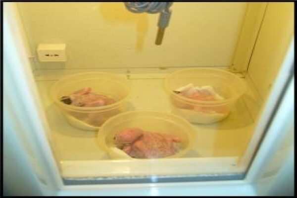 Easyhatch Incubation Equipment Co.