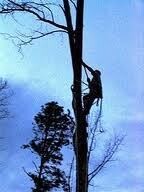 Aj`s Tree Felling Serives