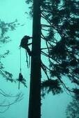 Aj`s Tree Felling Serives