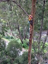 Aj`s Tree Felling Serives
