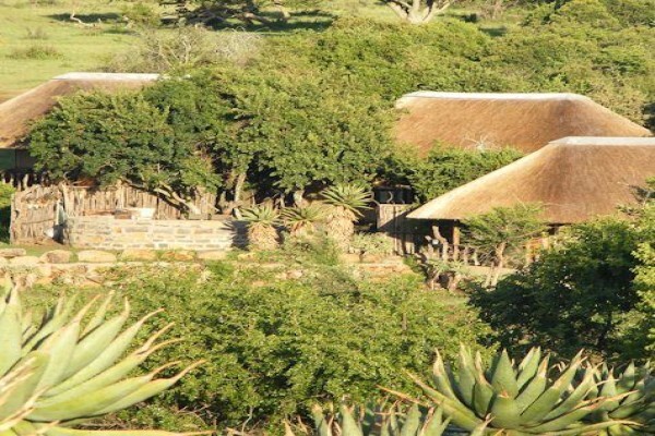Aloe Africa Hunting