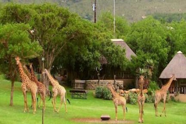 Aloe Africa Hunting