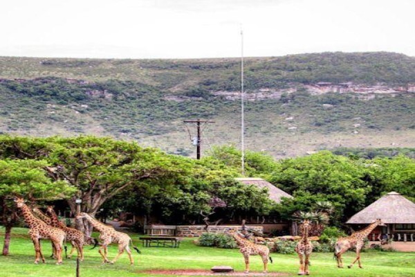 Aloe Africa Hunting