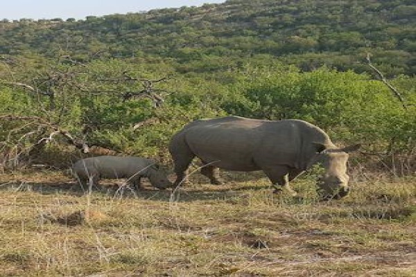 Aloe Africa Hunting