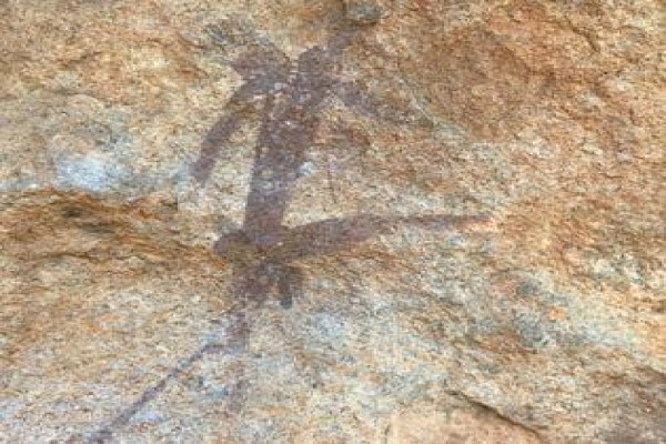 Aloe Africa Hunting
