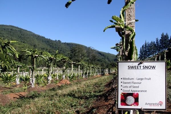 Amorentia Estate & Nursery