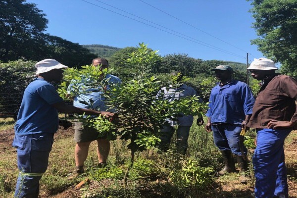 Amorentia Estate & Nursery