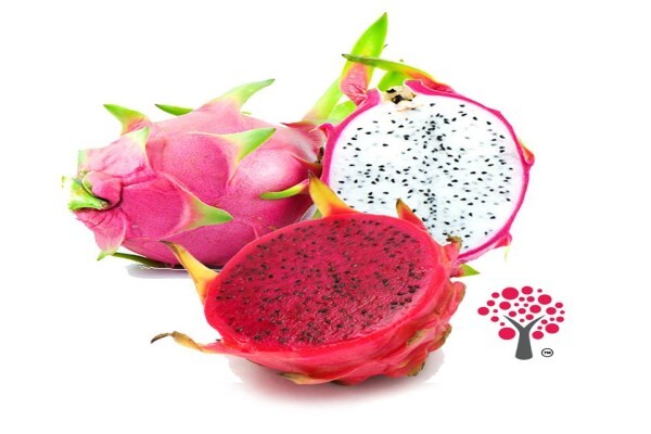 Amorentia Estate & Nursery