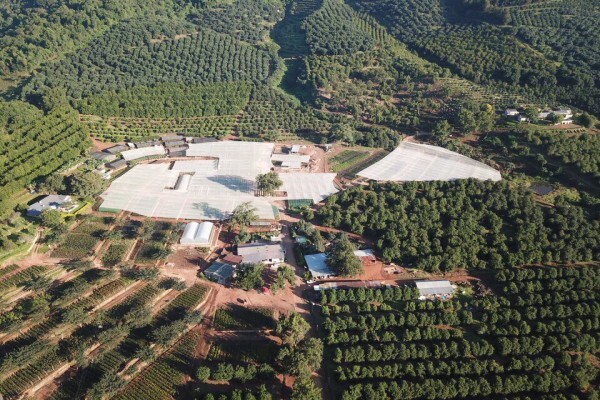 Amorentia Estate & Nursery