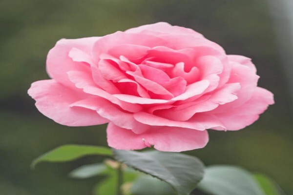 Amorentia Estate & Nursery