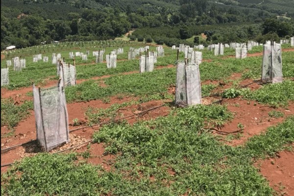 Amorentia Estate & Nursery