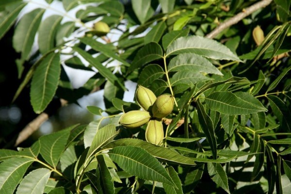 Amorentia Estate & Nursery