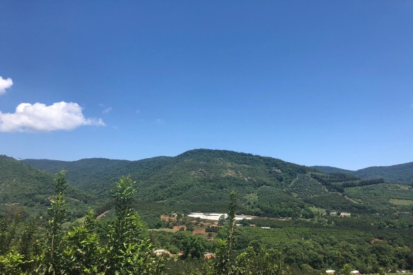Amorentia Estate & Nursery
