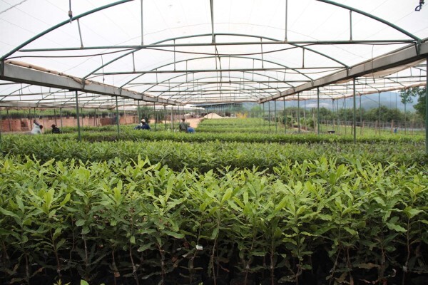 Amorentia Estate & Nursery