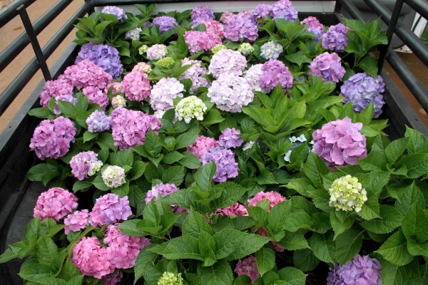 Amorentia Estate & Nursery