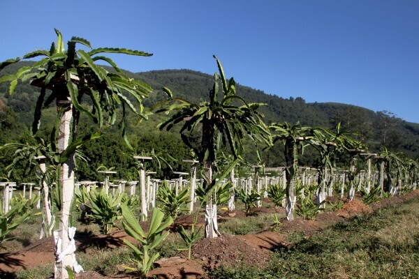 Amorentia Estate & Nursery