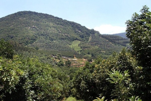 Amorentia Estate & Nursery
