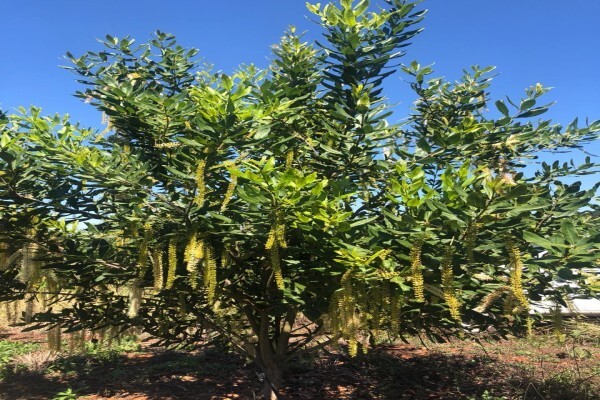 Amorentia Estate & Nursery