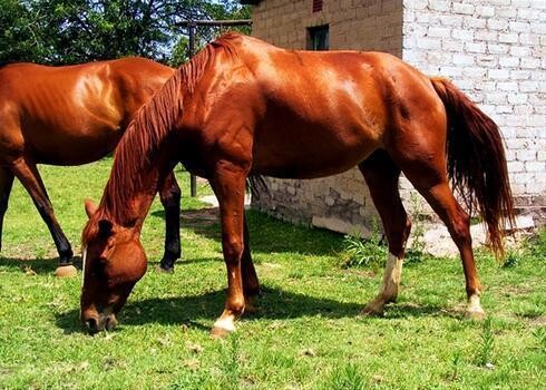 Angove Equestrian And Sport Horse Stud