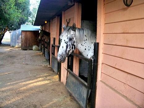 Angove Equestrian And Sport Horse Stud