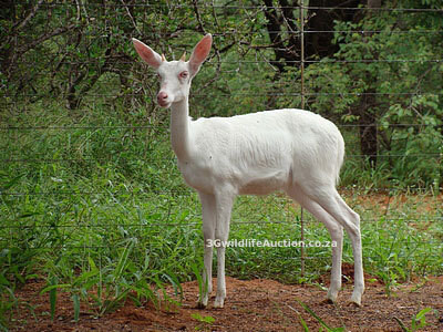 3G Wildlife Auction - Game Capture And Sales