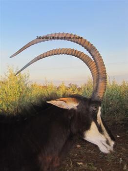 3G Wildlife Auction - Game Capture And Sales