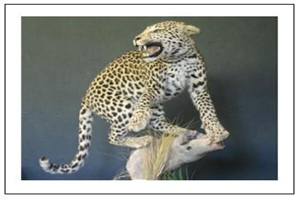 Hunters & Collectors Taxidermy