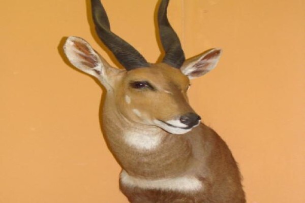 Andre Van Rooyen Taxidermy