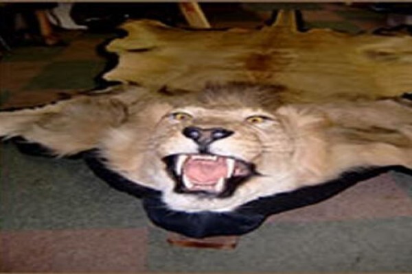 Andre Van Rooyen Taxidermy