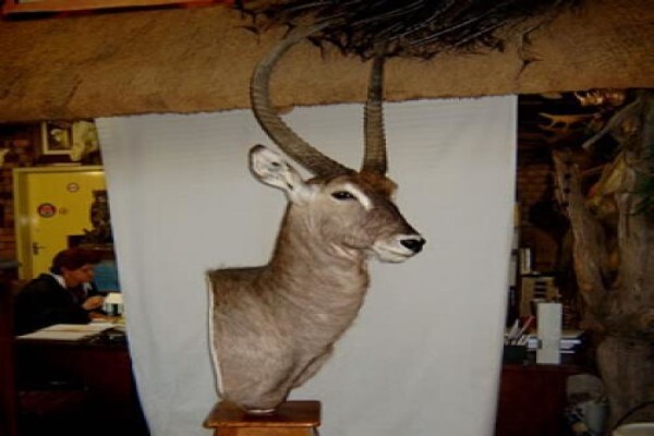 Andre Van Rooyen Taxidermy