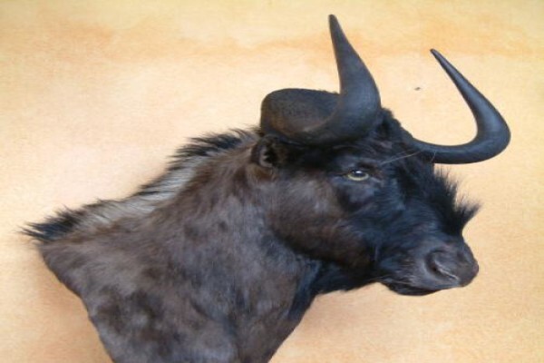 Andre Van Rooyen Taxidermy