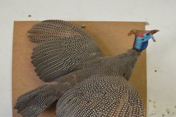 Andre Van Rooyen Taxidermy
