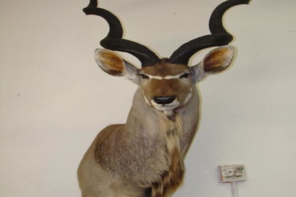 Andre Van Rooyen Taxidermy
