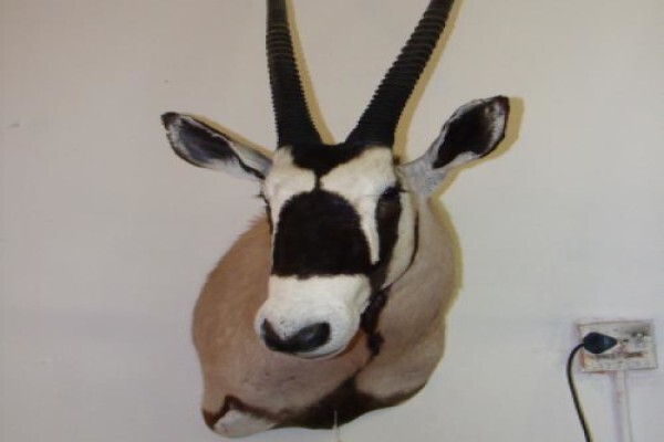 Andre Van Rooyen Taxidermy