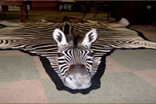 Andre Van Rooyen Taxidermy