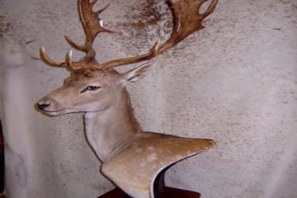Andre Van Rooyen Taxidermy