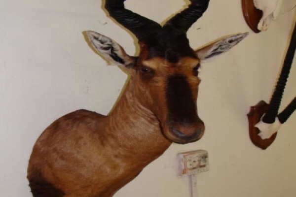 Andre Van Rooyen Taxidermy
