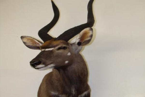 Andre Van Rooyen Taxidermy