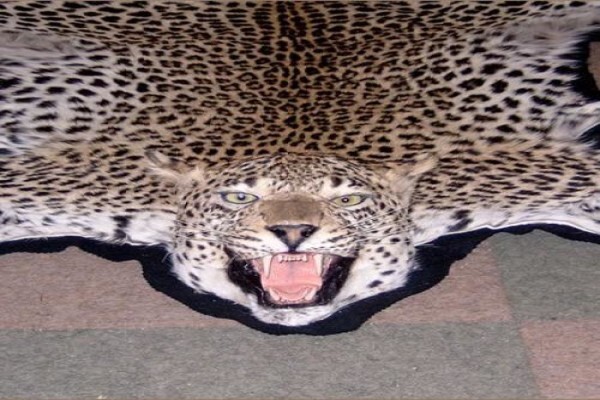 Andre Van Rooyen Taxidermy