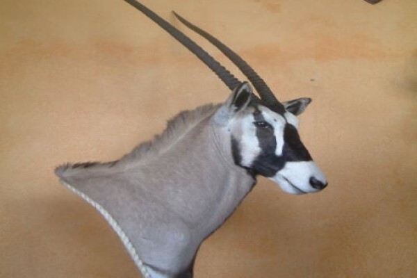 Andre Van Rooyen Taxidermy