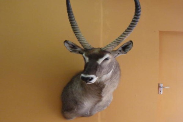 Andre Van Rooyen Taxidermy