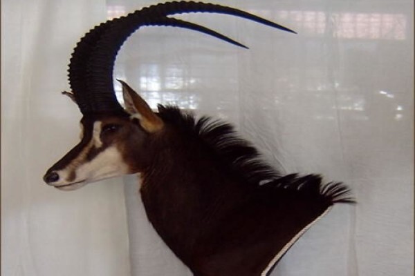 Andre Van Rooyen Taxidermy
