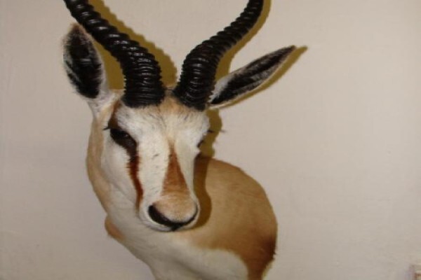 Andre Van Rooyen Taxidermy