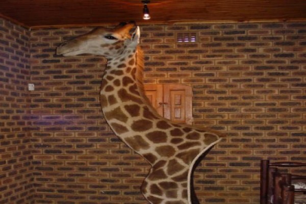 Andre Van Rooyen Taxidermy