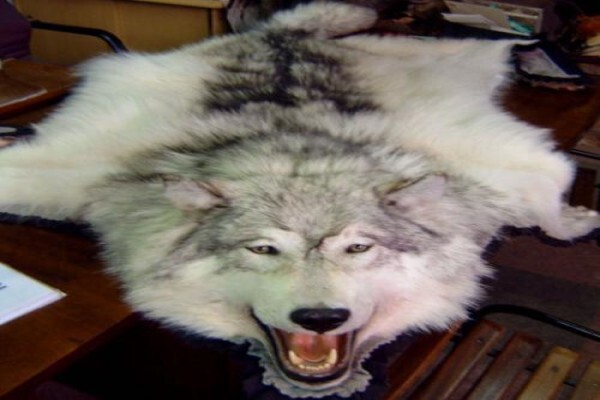 Andre Van Rooyen Taxidermy