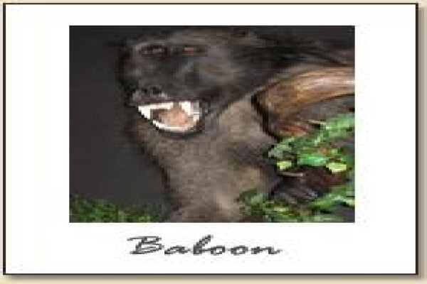 Hunters & Collectors Taxidermy