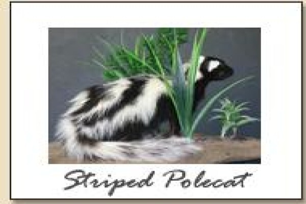Hunters & Collectors Taxidermy
